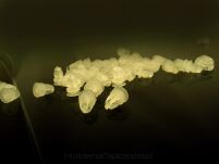 Spinka mocowania tapicerki - 2